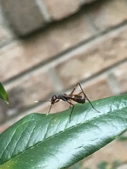 Taeniaptera trivittata