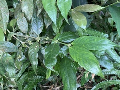 Lasianthus formosensis