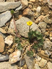 Ranunculus grayi