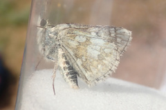 Pyrgus carthami