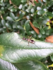 Taeniaptera trivittata