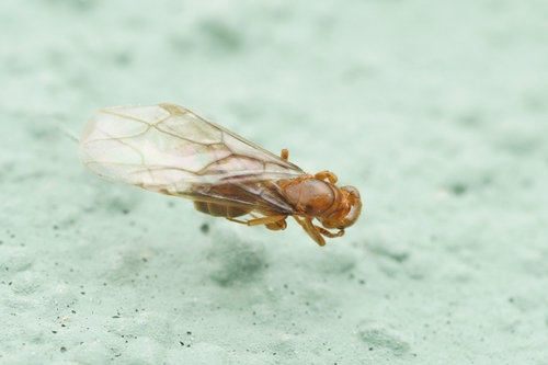 Citronella Ants