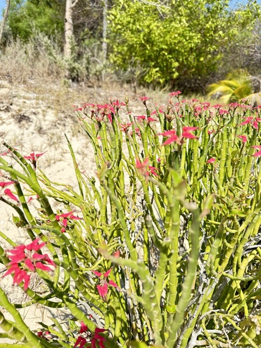 Image of Euphorbia Tithymaloides (Euphorbia tithymaloides) by (c) tlaloc27, some rights reserved (CC BY)