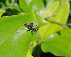 Laphria posticata