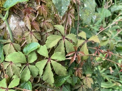 Tetrastigma obtectum glabrum