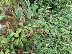 Tetrastigma obtectum glabrum