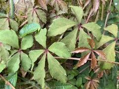 Tetrastigma obtectum glabrum