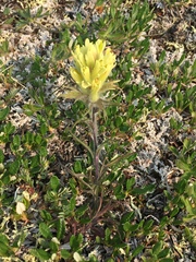 Castilleja hyperborea