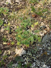 Potentilla vulcanicola