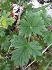 Potentilla vulcanicola