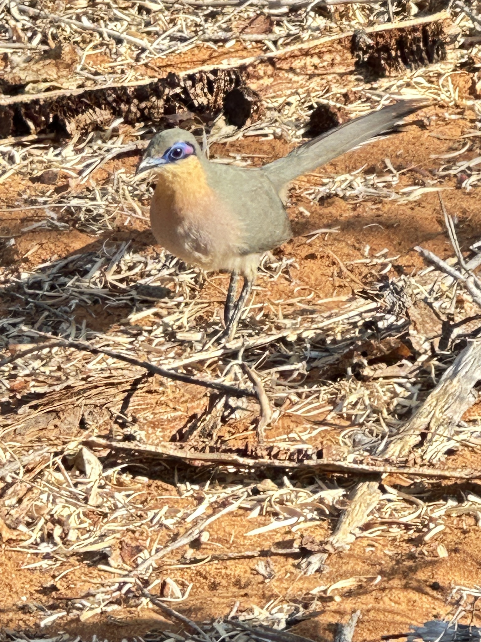 Running Coua (Coua cursor), photo 7