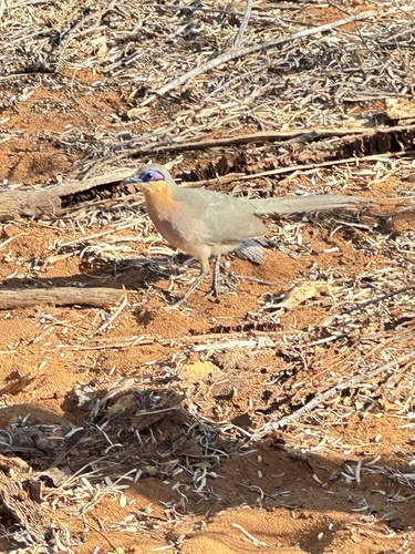 Running Coua (Coua cursor), photo 6