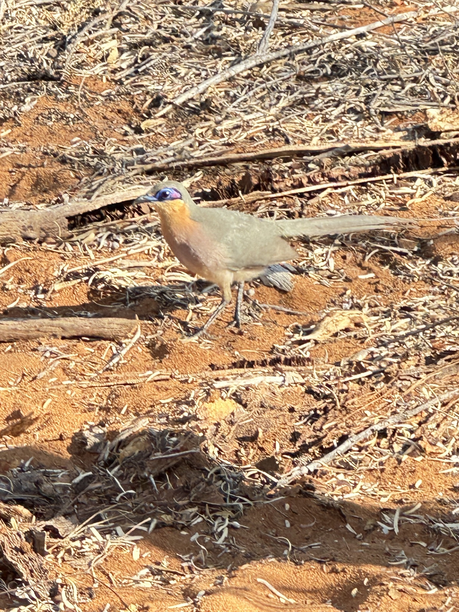 Running Coua (Coua cursor), photo 8
