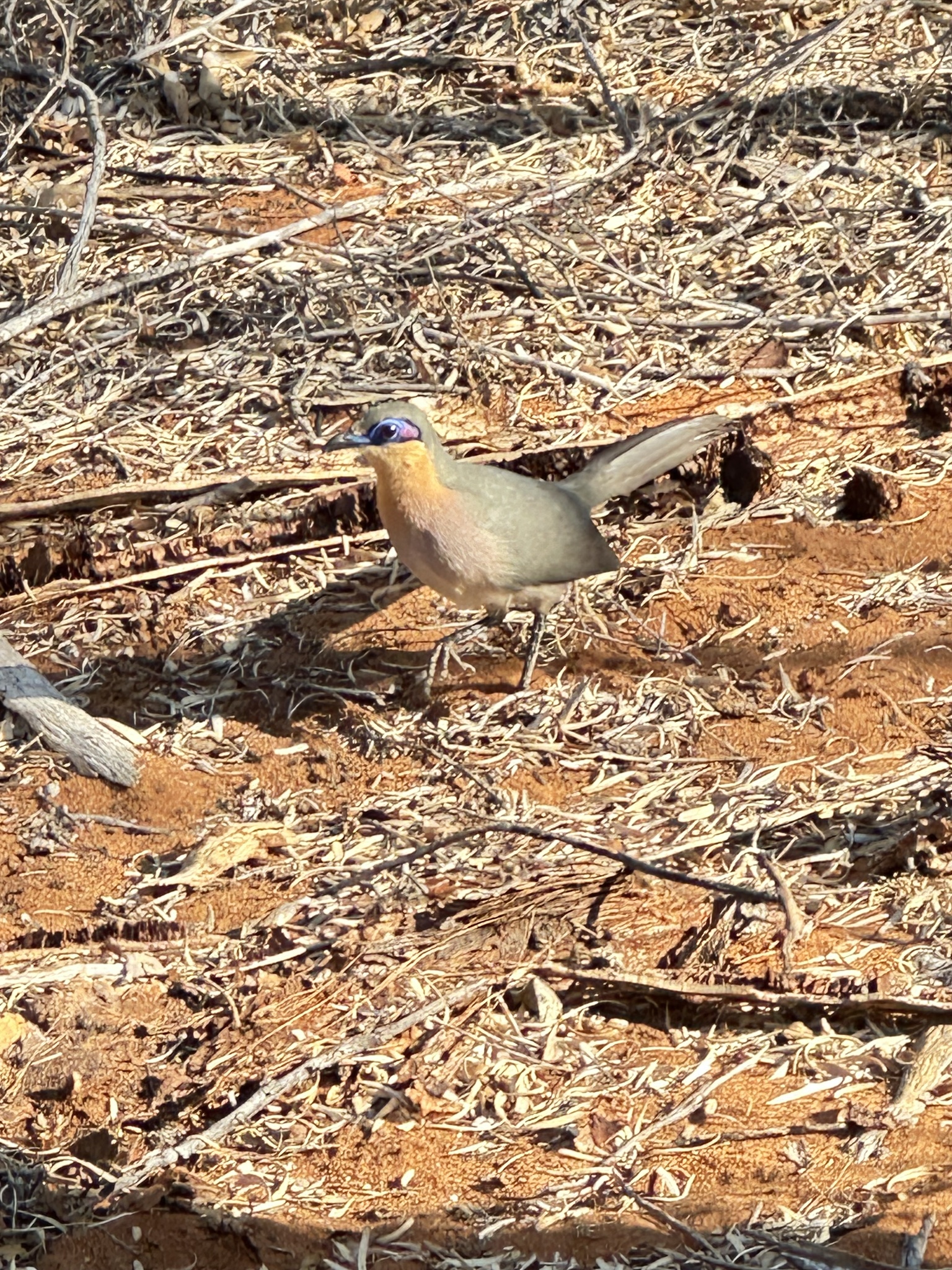 Running Coua (Coua cursor), photo 9