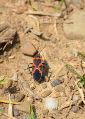 Lygaeus kalmii angustomarginatus