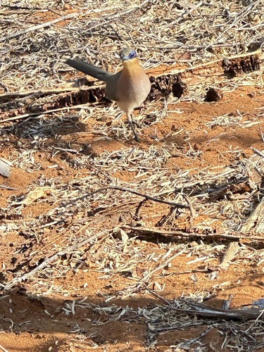 Running Coua (Coua cursor), photo 10