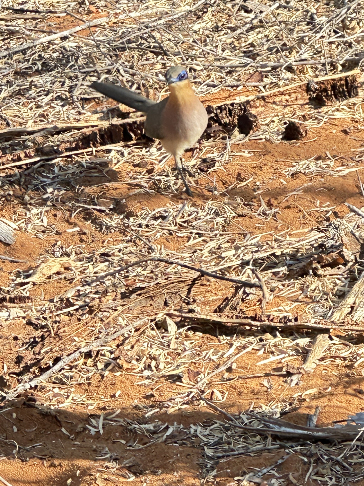 Running Coua (Coua cursor), photo 10