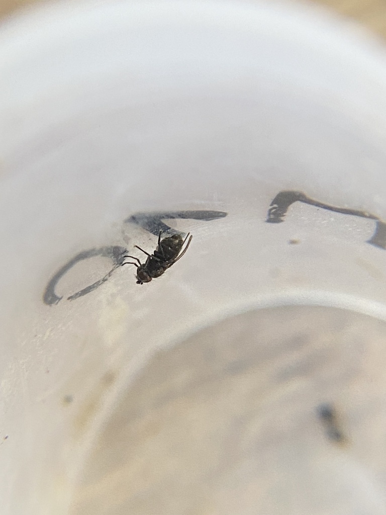 Amalopteryx maritima