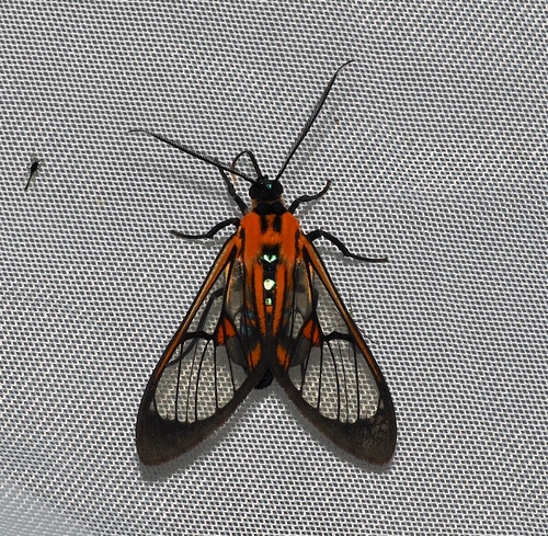 Cosmosoma protus
