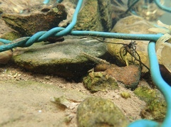Neocaridina