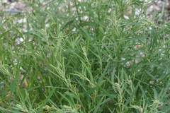 Atriplex littoralis