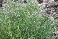 Atriplex littoralis