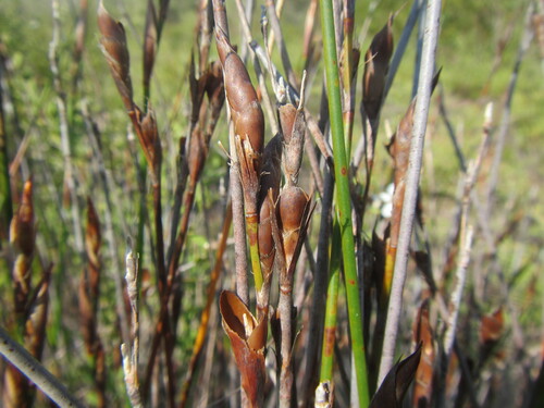 Common Fountainreed (Cannomois parviflora)