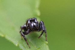 Metaphidippus manni