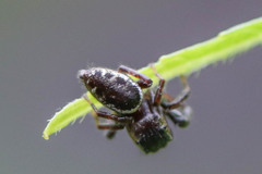 Metaphidippus manni
