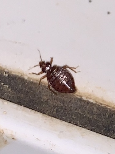 Tropical bed bug
