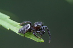Metaphidippus manni
