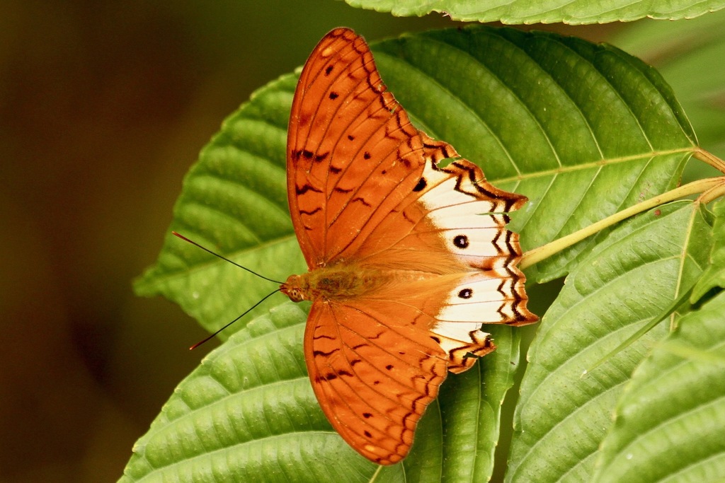 Vindula sapor