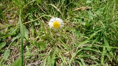 Erigeron longipes