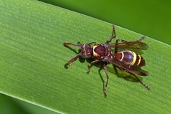 Polistes badius