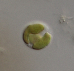 Chrysochromulina