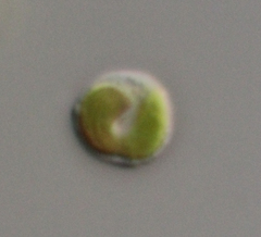 Chrysochromulina