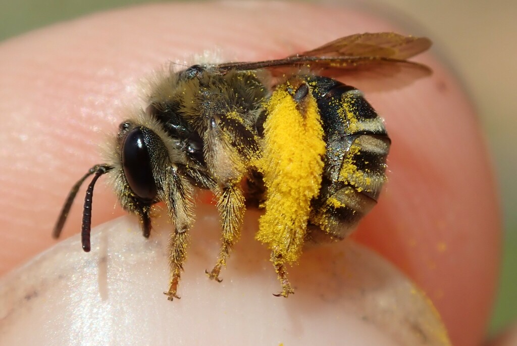 Eucera elongatula