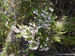 Erica corydalis