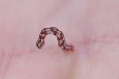 Eupithecia centaureata