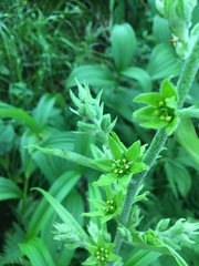 Veratrum viride