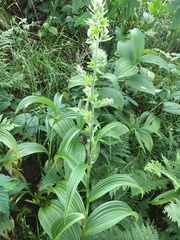 Veratrum viride