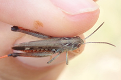 Stenobothrus festivus