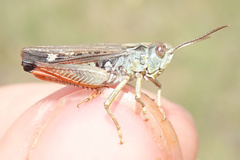 Stenobothrus festivus