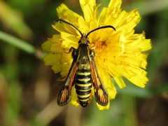 Bembecia ichneumoniformis