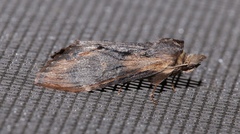 Dasylophia thyatiroides