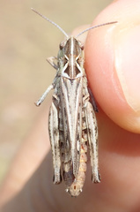 Stenobothrus festivus