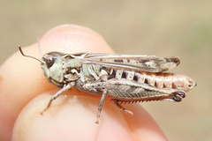 Stenobothrus festivus