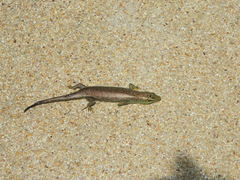 Dasia olivacea