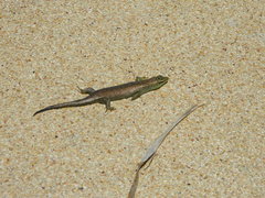 Dasia olivacea