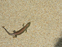 Dasia olivacea
